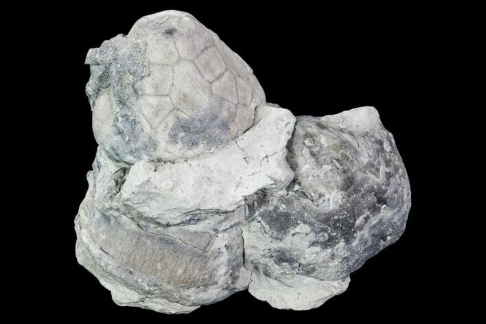 Fossil Crinoid (Eucalyptocrinus) and Brachiopod Plate - Indiana #106288